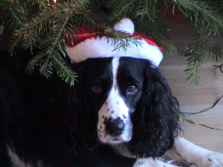 Mollie staring at the camera