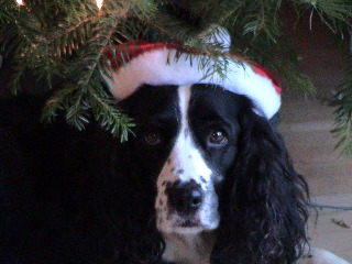 Mollie closeup
