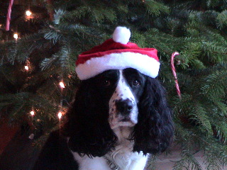 Mollies sad look