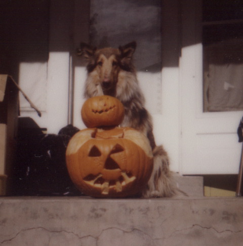 Misty the Dog