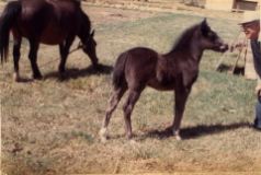 Eric's Pony