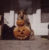 Misty the Dog